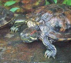 Vivariums for the red-eared terrapins