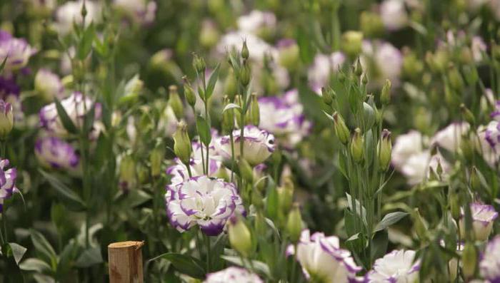how to grow eustoma from seed at home