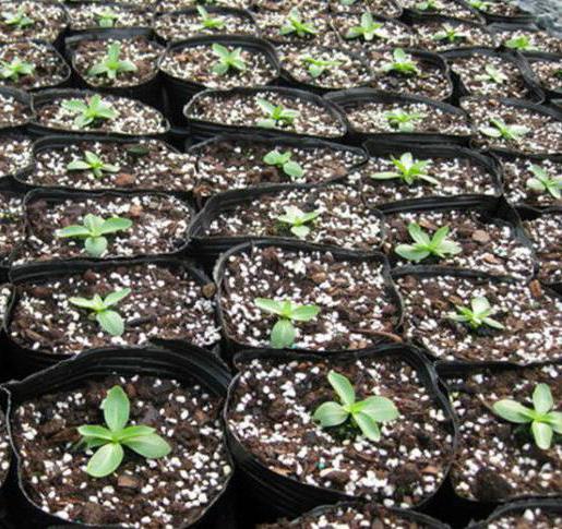  cómo cultivar a partir de semillas de эустому begonia ампельная