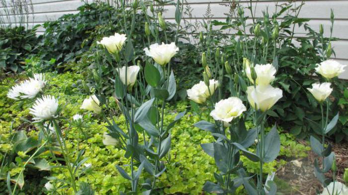how to grow a flower from seed eustoma
