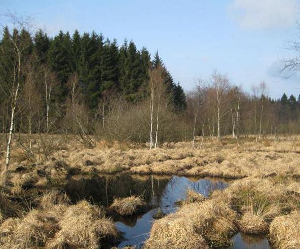 the problem of the disappearance of peat bogs