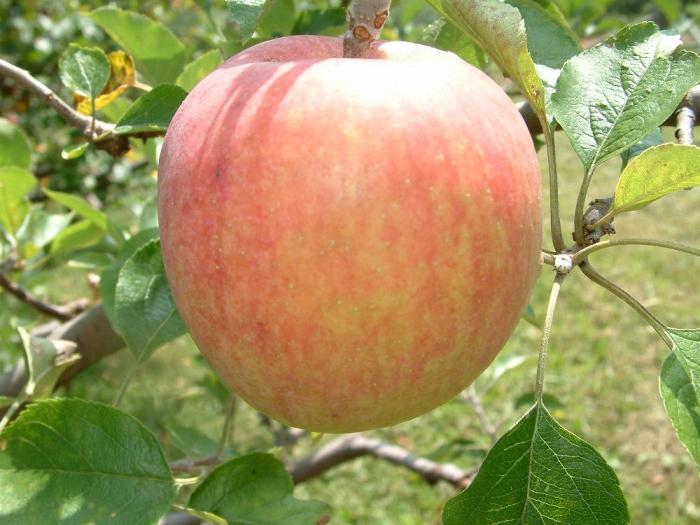 Verão variedades de macieiras
