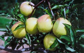 Verão variedades de macieiras para a Síria