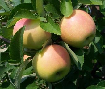 Verão doce variedades de macieiras