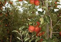 Летнія гатункі яблынь: рана спеюць і не захоўваюцца больш двух тыдняў