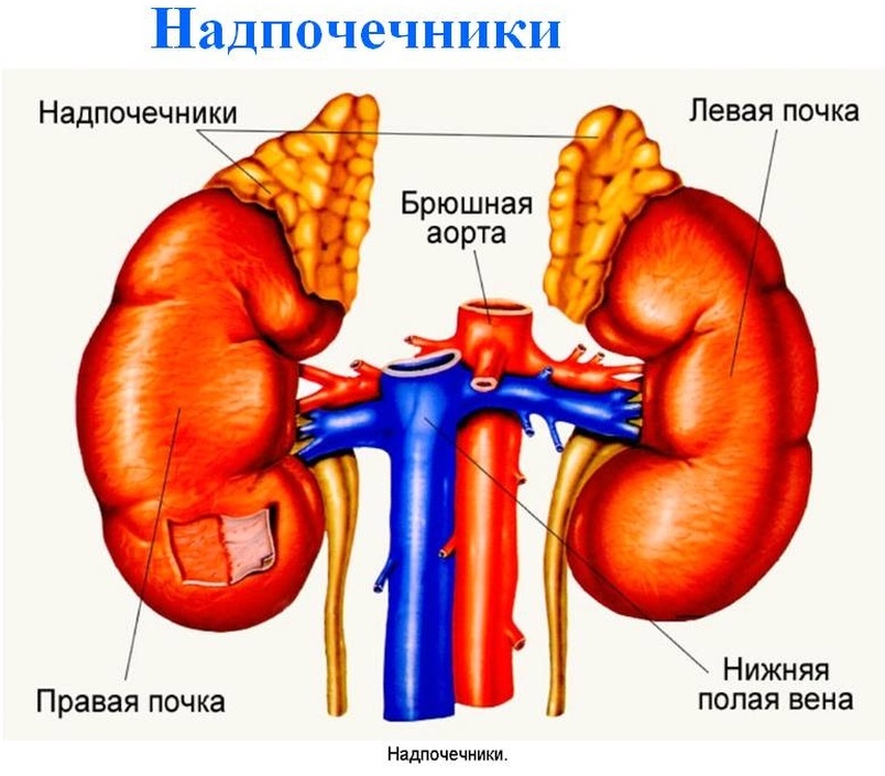 o Esquema de construção da glândula supra-renal
