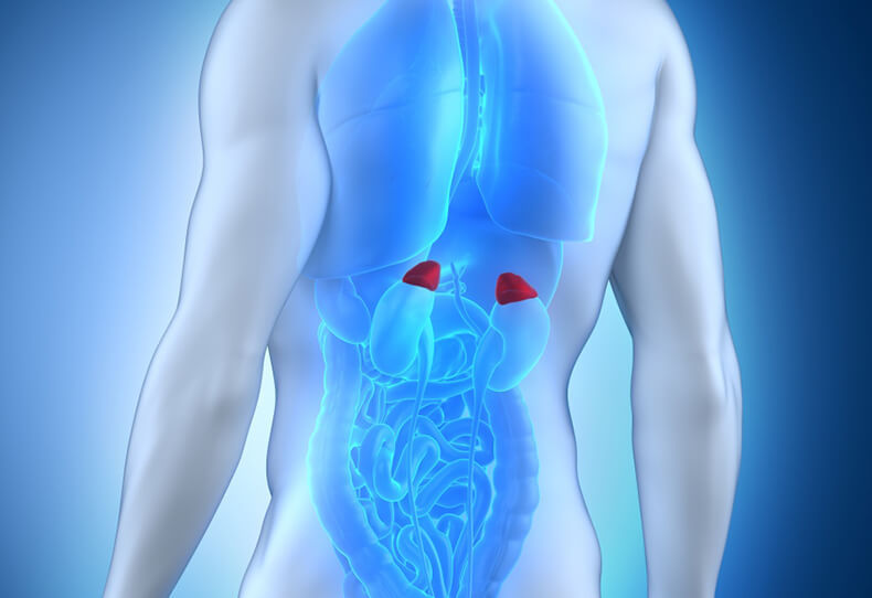 las glándulas Suprarrenales - esquema de ubicación en la cavidad abdominal