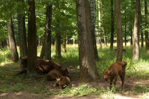 bison reserve in Serpukhov