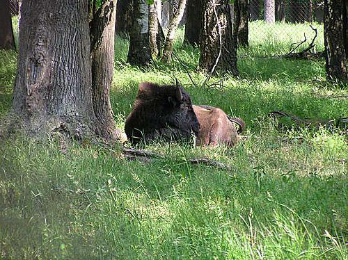  reserva de bisões em serpukhov como chegar