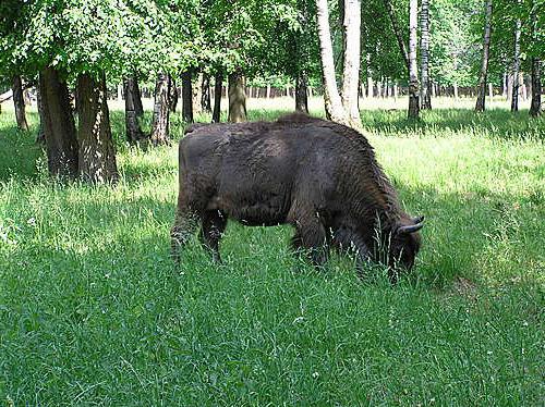 bison is the largest animal
