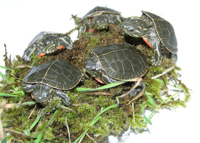 yem için kaplumbağaları красноухих