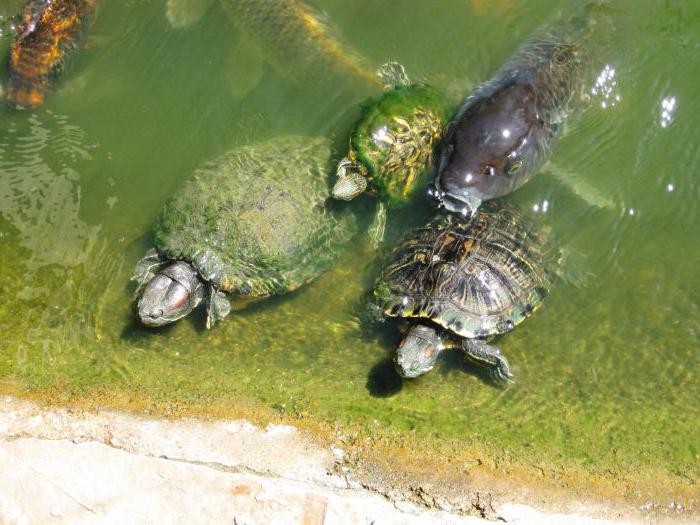 köpek maması için su kaplumbağaları
