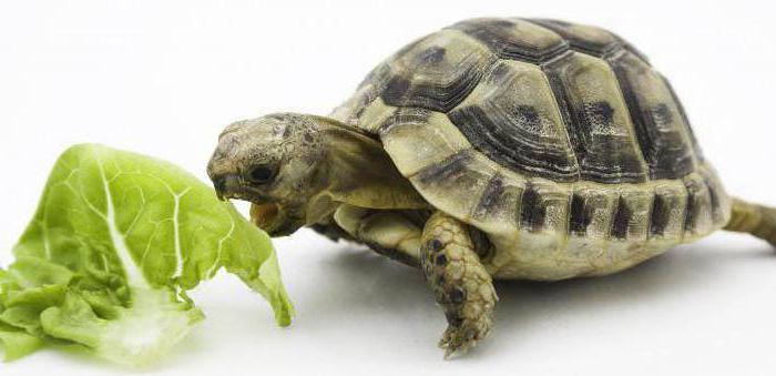 тортила yem için kaplumbağaları