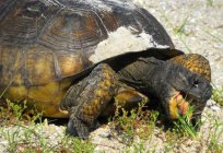 Futter für Schildkröten. Inhalt Schildkröten zu Hause