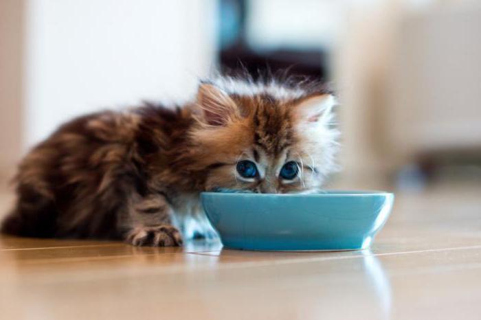 rating wet food for kittens