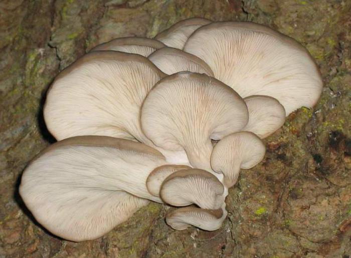 growing oyster mushrooms on stumps