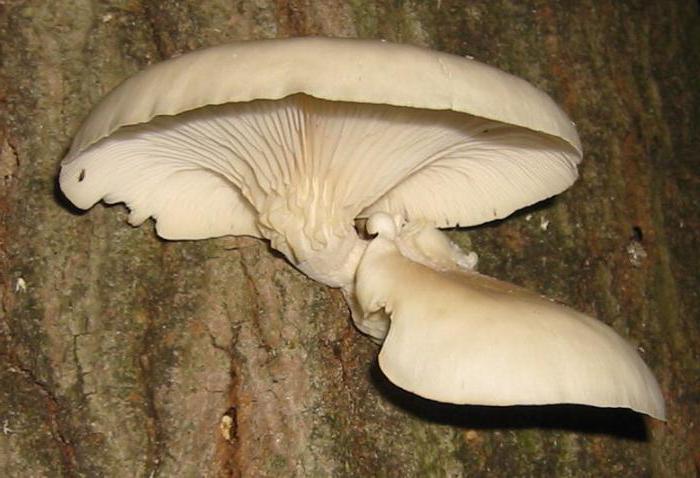 гриби гливи вирощування на пнях