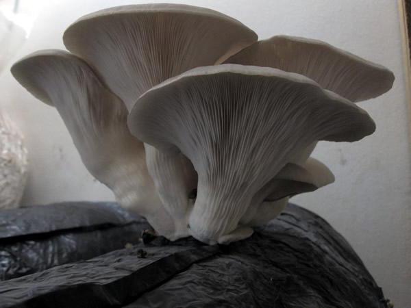 growing oyster mushrooms on stumps in the country