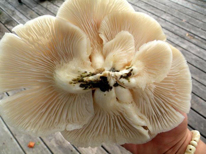 oyster mushroom cultivation at home on stumps