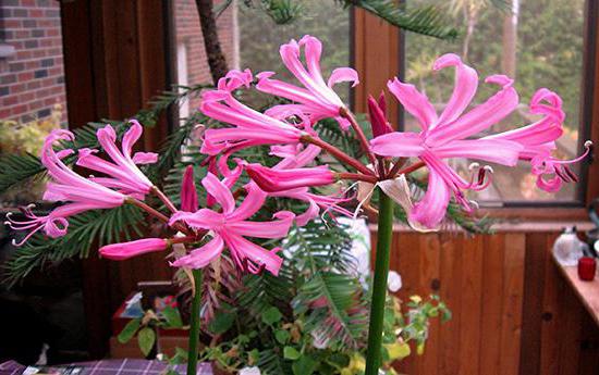 Flower nerine planting and caring