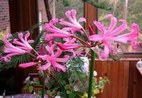 Flor нерина: la plantación y el cuidado en el exterior