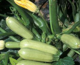zucchini кавили Foto