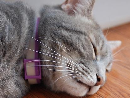 anti-flea collar for cats