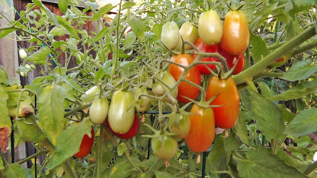 Pomidory dojrzewają