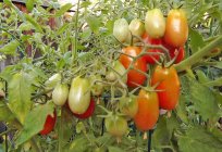 Kiedy sadzić pomidory na sadzonki: terminy siewu nasion i sadzenia roślin w ziemi