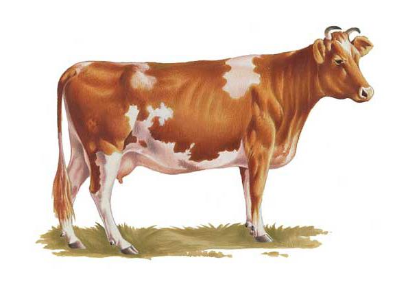 the cow of the Ayrshire breed
