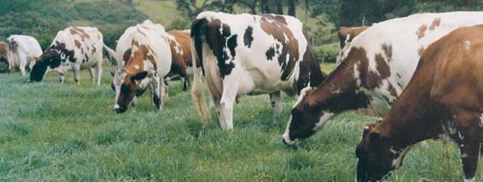 艾尔郡的牛照片