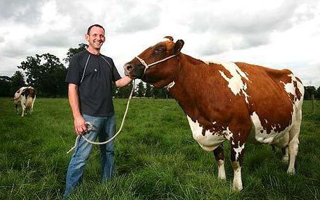 Ayrshire cow reviews