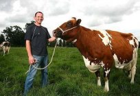 牛的艾尔郡的品种是最佳选择稳定的生产牛奶