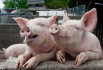 Swine disease: symptoms and treatment