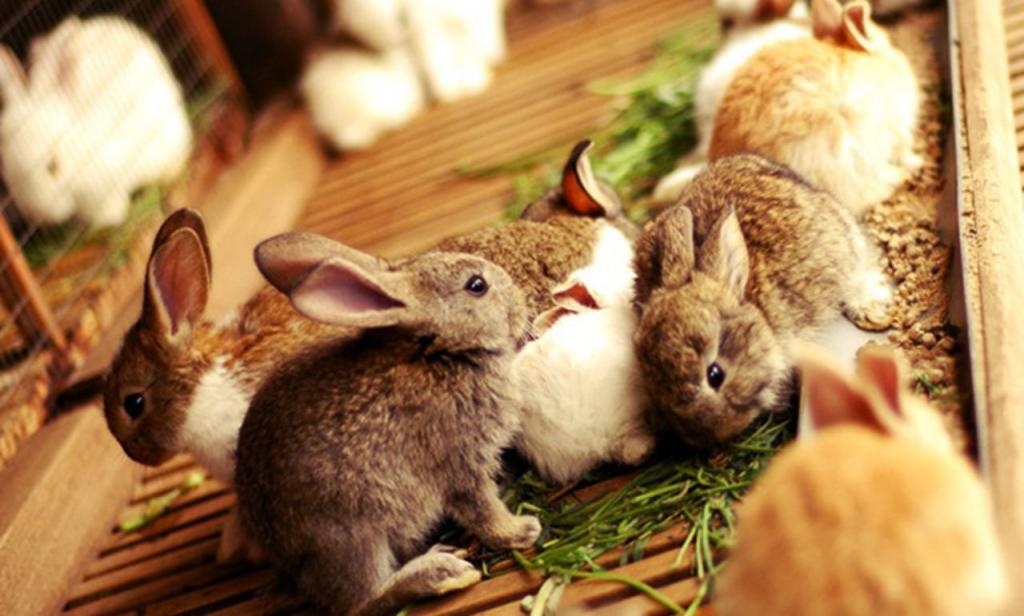 Methods for the treatment of rabbits