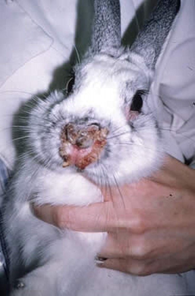 Choroby królików