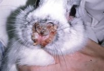 疾病的兔子：症状和治疗。 预防的疾病的兔子