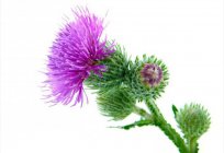 Burdock oil for face: application features, recipes, and efficiency
