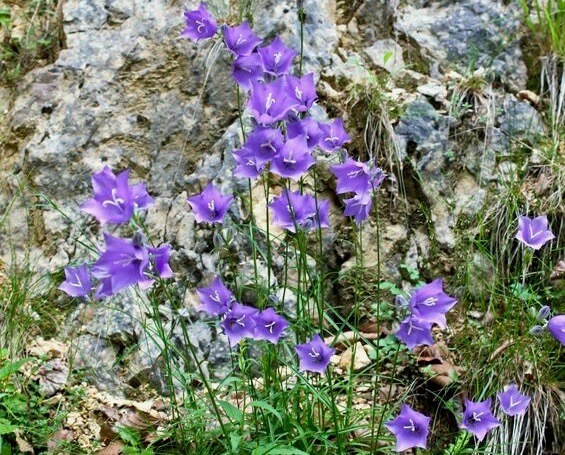 carpathian campanas en flor