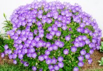 Karpaten-Glockenblume: Anbau von Saatgut, Pflanzung und Pflege