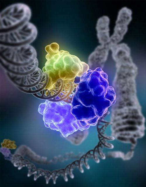 Zincir DNA
