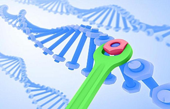 At what level is the implementation of genetic information