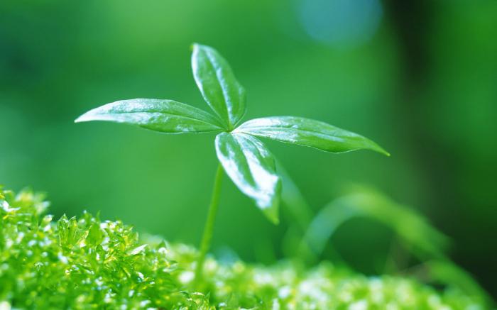 植物吸收二氧化碳