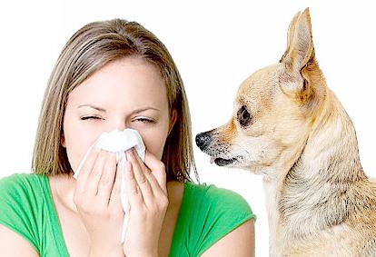 через скільки проявляється алергія на собак