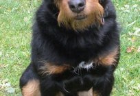Jagd terrier: características de la raza y características, reseñas de criadores de perros