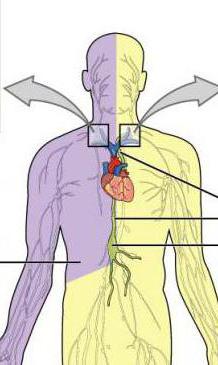 тапаграфія груднога лімфатычнага пратокі