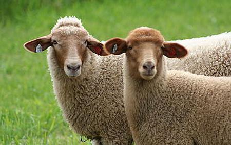 эдильбаевские ovelhas