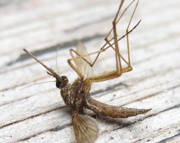 cómo matar a un mosquito en el techo