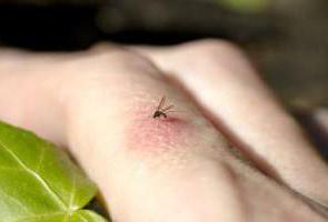 як вбити комарів в домашніх умовах