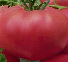 tomates rosa selvagem foto